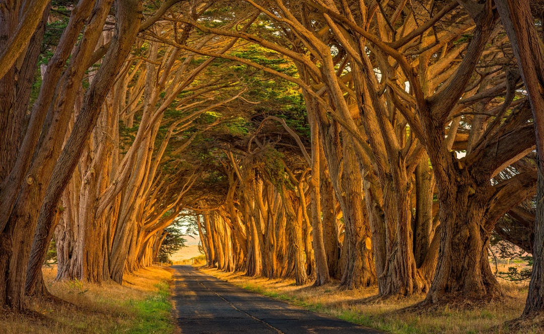 Point Rays Trees Tunnel of Trees Photo, Point Reyes, Northern California. Photography ...