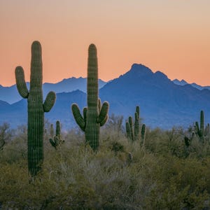 Saguaro cactus & desert mountains, sunset glow, Arizona, Photography wall art