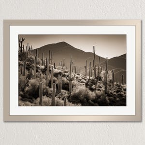 Wüstensaguaro Kaktus, Spur Cross Ranch, Arizona, sepiafarbener Fotodruck