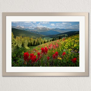 Colorado mountain wildflowers, Rockies, Mount Boreas, Indian paintbrush, photo print