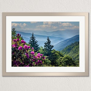 magenta blooms, purple wildflowers, dark fir trees, green forest slope, hazy blue ridges, layered mountain peaks, soft blue haze, white puffy clouds, bright blue sky, vibrant pink petals, dark green leaves, receding ridgelines, lush valley canopy
