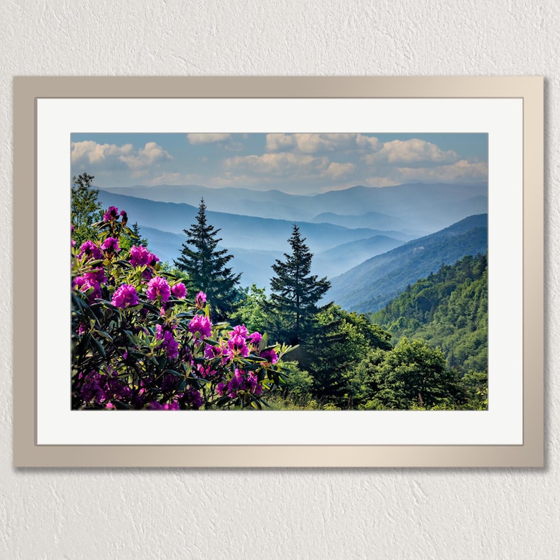 magenta blooms, purple wildflowers, dark fir trees, green forest slope, hazy blue ridges, layered mountain peaks, soft blue haze, white puffy clouds, bright blue sky, vibrant pink petals, dark green leaves, receding ridgelines, lush valley canopy