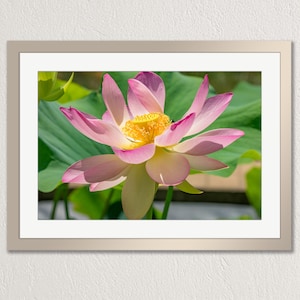 Pink Lotus Flower - Vibrant Floral Closeup, photo print