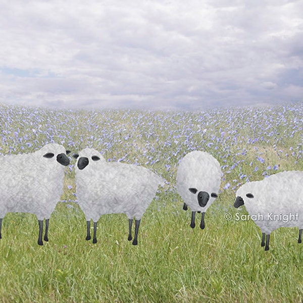 sheep and chicory - signed 8X10 inch art print - 4 fluffly white sheep green grass periwinkle flowers rural farm scene