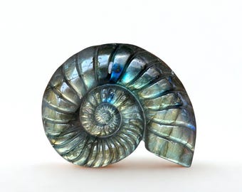 May include: A polished labradorite gemstone carved into the shape of a spiraled ammonite fossil. The stone features a dark grey base with iridescent flashes of blue, green, and gold light reflecting across its curved, segmented surface.