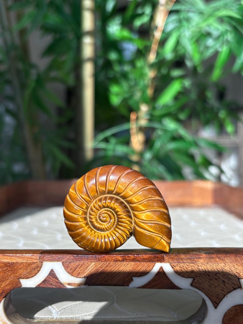 Puede incluir: Concha de nautilus tallada, de color marr&oacute;n dorado, con un patr&oacute;n espiral detallado. Las crestas son visibles y el acabado es pulido. Se encuentra sobre una bandeja de madera decorativa con una superficie blanca estampada.