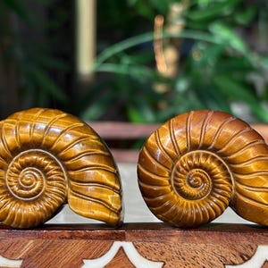 Puede incluir: Dos esculturas pulidas de f&oacute;siles de amonitas de color marr&oacute;n dorado. Cada escultura presenta un patr&oacute;n en espiral detallado, que se asemeja a una concha de nautilus. Los f&oacute;siles se exhiben sobre una superficie de madera, con un fondo verde borroso.