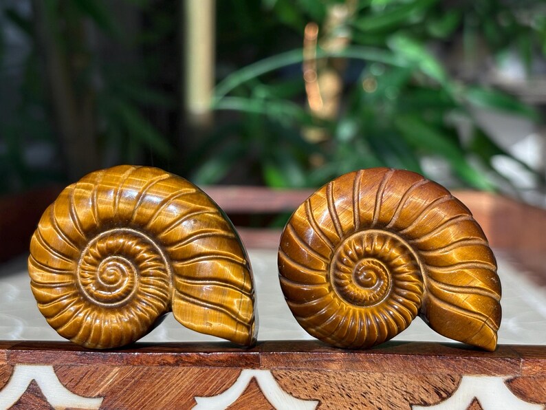 Puede incluir: Dos esculturas pulidas de f&oacute;siles de amonitas de color marr&oacute;n dorado. Cada escultura presenta un patr&oacute;n en espiral detallado, que se asemeja a una concha de nautilus. Los f&oacute;siles se exhiben sobre una superficie de madera, con un fondo verde borroso.