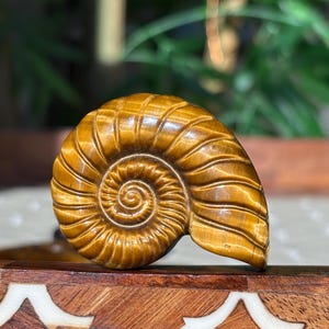 Puede incluir: Una detallada escultura de nautilus tallada en piedra preciosa marr&oacute;n dorada. La concha presenta un dise&ntilde;o en espiral con crestas texturizadas. La escultura se exhibe sobre una superficie de madera con incrustaciones decorativas. El fondo est&aacute; borroso.