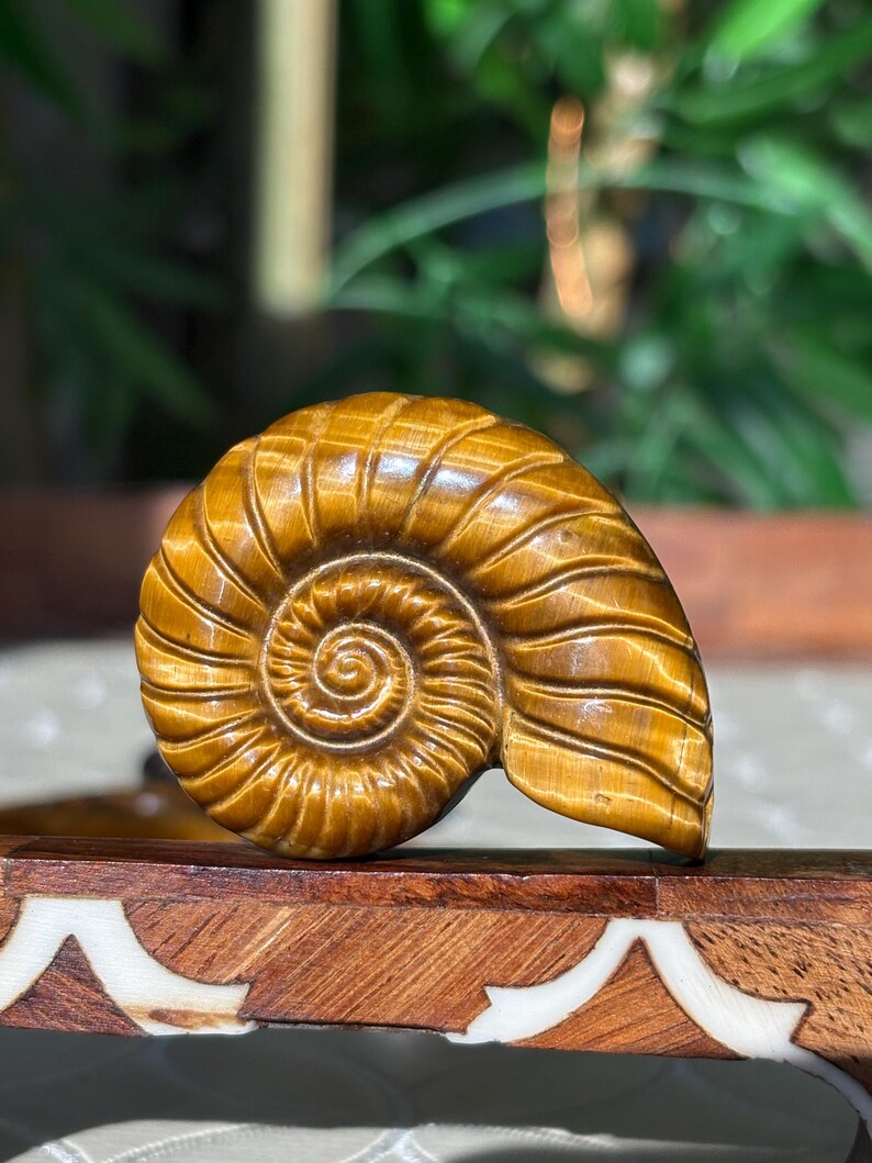 Puede incluir: Una detallada escultura de nautilus tallada en piedra preciosa marr&oacute;n dorada. La concha presenta un dise&ntilde;o en espiral con crestas texturizadas. La escultura se exhibe sobre una superficie de madera con incrustaciones decorativas. El fondo est&aacute; borroso.