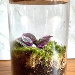 Terrariums