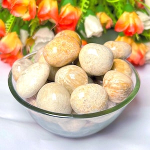 Fossil Coral Stone Tumbled Stone - Spiritual Stone -Healing Crystals in pack sizes of 1,3,5, and 10 Pieces Quality AAAAA +++++