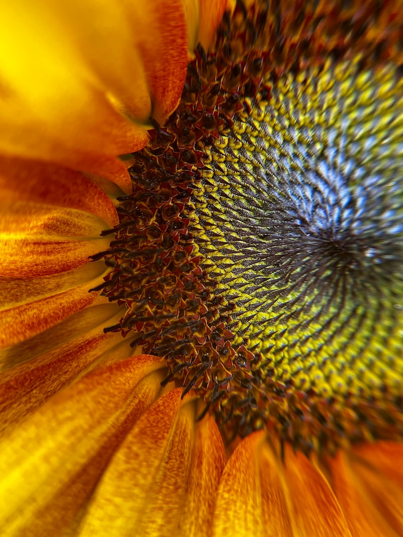 Close up of a Brightly Colored Sunflower Center Flower Gardening Art ...