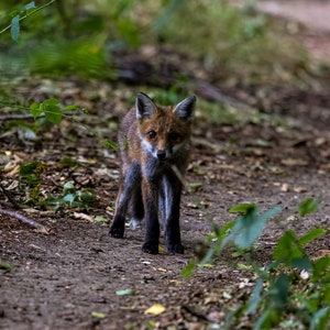 Fox cub in the forest