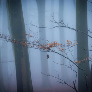 Neblige Atmosphäre und Nebel