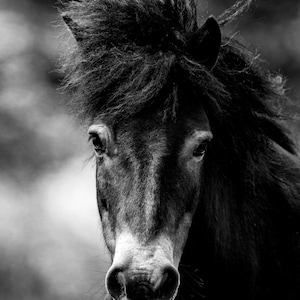 Exmoor Pony