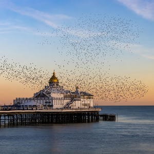 Starling Murmuration
