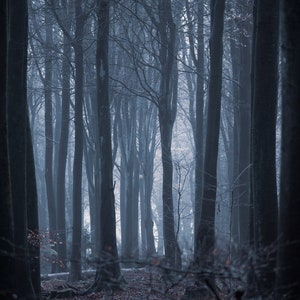 Forest trees in the mist