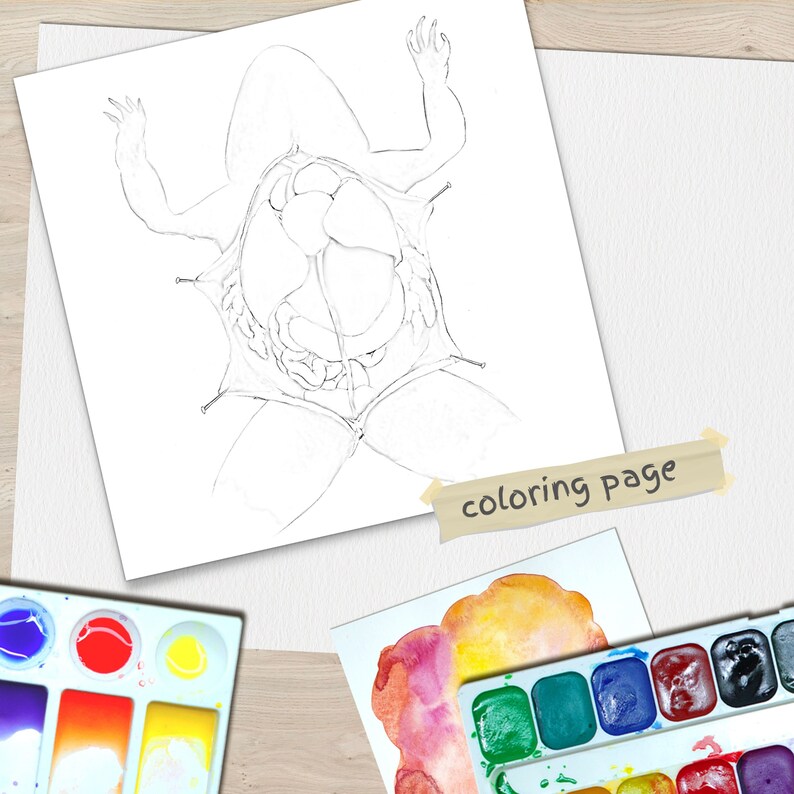 Frog Unit Study Printable, Anatomy, Life Cycle (Digital Download) image 5