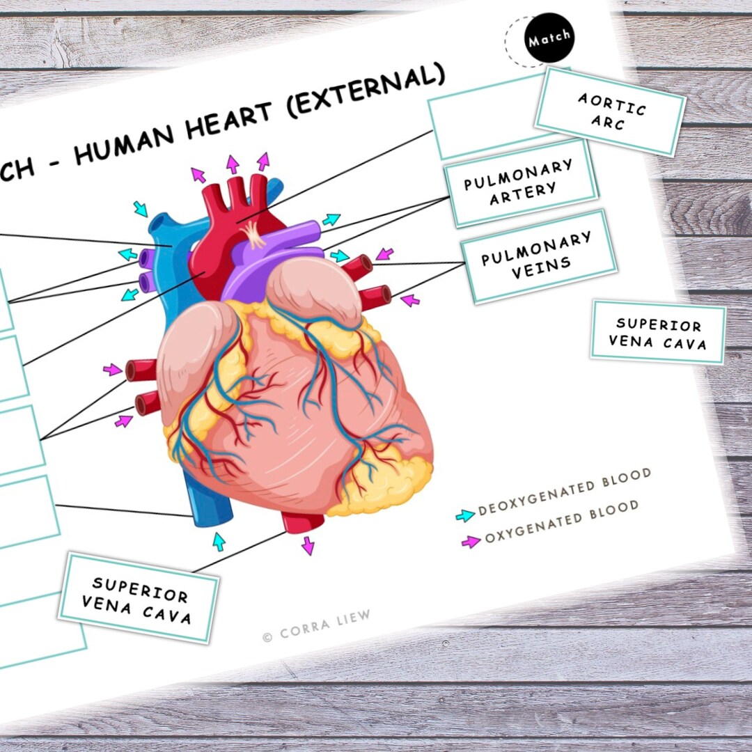 Human Heart Anatomy Activity, Montessori Homeschool Printable (digital ...