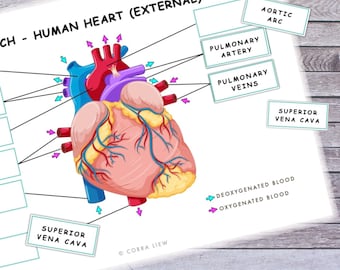Human Heart Anatomy Activity, Montessori Homeschool Printable (Digital Download)