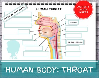 Human Throat Anatomy Activity Book Insert, Montessori Printable (Digital Download)