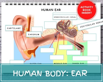 Human Ear Anatomy Busy Book Insert, Montessori Learning (Digital Download)