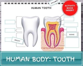 Human Tooth Anatomy Worksheet, Montessori Learning (Digital Download)