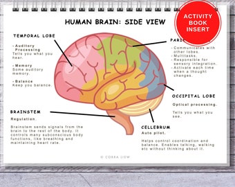 Brain Anatomy Activity Book Insert, Homeschool Printable (Digital Download)