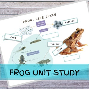 Frog Unit Study Printable, Anatomy, Life Cycle (Digital Download) image 2