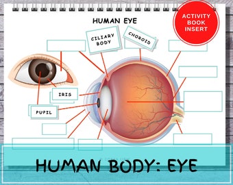 Menschliches AUGE-Anatomie-Beschäftigt-Buch-Einlage-Kinder frühe Lernen-Aktivitäts-Binder druckbare menschlicher Körper-Vorschule-Homeschool-Montessori-Quiet-Buch