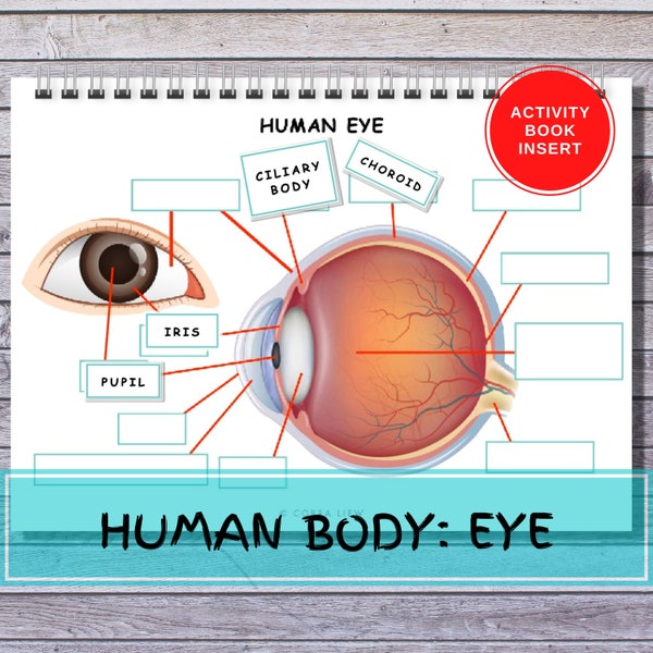 Human EYE Anatomy Busy Book Insert Children Early Learning Activity Binder Imprimable Human Body Preschool Homeschool Montessori Quiet Book