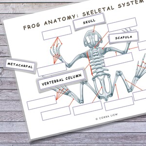 Frog Unit Study Printable, Anatomy, Life Cycle (Digital Download) image 4