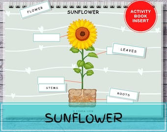 Sunflower Anatomy Busy Book Insert Printable Preschool Homeschool Montessori Kids Binder Quiet Book