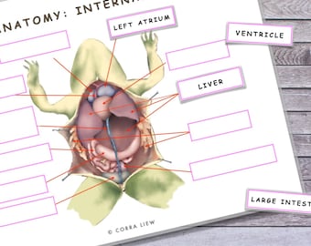 Frosch-Schulprojekt, Frosch-Schulprojekt, Frosch-Anatomie, Frosch-Anatomie, Frosch-Skelett, Frosch-Ausmalseite