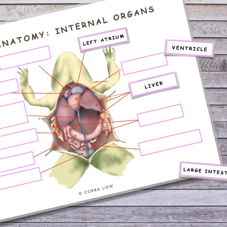 Frog Unit Study Printable, Anatomy, Life Cycle (Digital Download) image 1