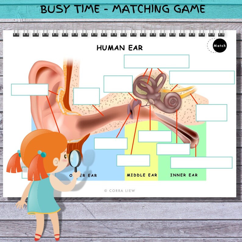 Human EAR Anatomy Busy Book Insert Children Early Learning Activity