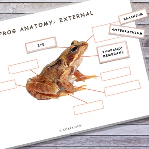 Frog Unit Study Printable, Anatomy, Life Cycle (Digital Download) image 3