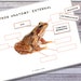 FROG Unit Study, FROG Printable, FROG School Project, Frog Life Cycle ...