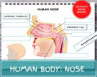 Menschliche Nase Anatomie Busy Book Insert Kinder Frühe Lernaktivität Binder Printable Menschlicher Körper Vorschule Homeschool Montessori Quiet Book