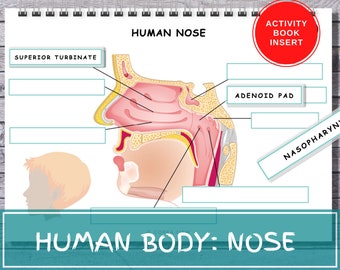 Human Nose Anatomy Activity, Homeschool Printable (PDF Download)