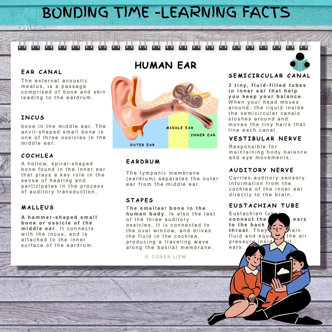 Learningon Ear Human EAR Anatomy Busy Book Insert Children Early Learning Activity ...