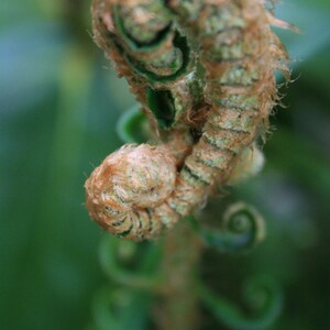 Gondolé - photographie Nature