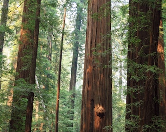 In the Redwood Forest - Nature Art Photograph