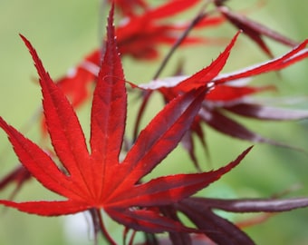 Red Maple - Nature Art Photograph