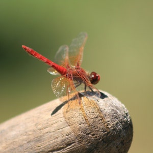 May include: A red dragonfly with clear wings perched on a piece of weathered wood.