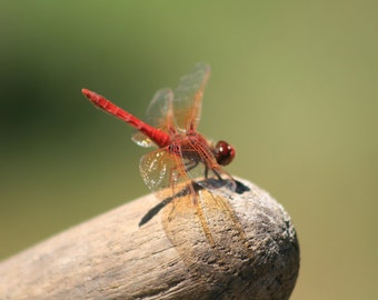 Ruby Dragonfly - Nature Art Photograph