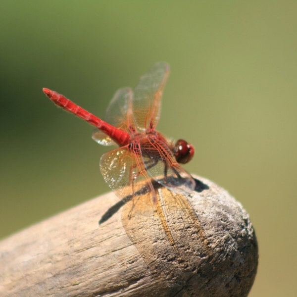 Ruby Dragonfly - Nature Art Photograph