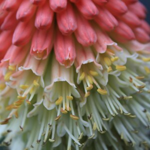 Red Hot Poker - Flora Art Photograph