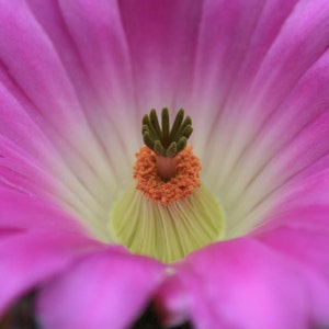 Delicado - Fotografia de Arte Flora